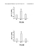 Methods of expressing LIM mineralization protein in non-osseous cells diagram and image