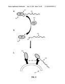 EXTENDED RECOMBINANT POLYPEPTIDES AND COMPOSITIONS COMPRISING SAME diagram and image