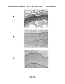 EXTENDED RECOMBINANT POLYPEPTIDES AND COMPOSITIONS COMPRISING SAME diagram and image