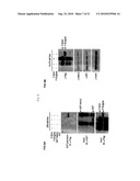 ENIGMA-MDM2 INTERACTION AND USES THEREOF diagram and image