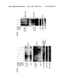 ENIGMA-MDM2 INTERACTION AND USES THEREOF diagram and image