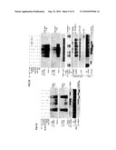 ENIGMA-MDM2 INTERACTION AND USES THEREOF diagram and image