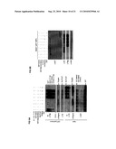 ENIGMA-MDM2 INTERACTION AND USES THEREOF diagram and image