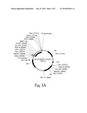 Isolation and Purification of P. Falciparum Merozoite Protein-142 Vaccine diagram and image