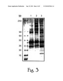 Isolation and Purification of P. Falciparum Merozoite Protein-142 Vaccine diagram and image