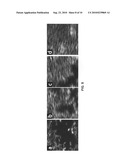 Method of forming a film of graphite oxide single layers, and applications of same diagram and image