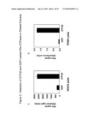 Detection Of Rho Proteins diagram and image