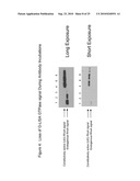 Detection Of Rho Proteins diagram and image