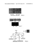 Heyl as a Therapeutic Target and a Diagnostic Marker for Neoplasia and Uses Therefor diagram and image