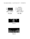 Heyl as a Therapeutic Target and a Diagnostic Marker for Neoplasia and Uses Therefor diagram and image