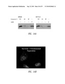 REVERSE-TURN MIMETICS AND METHOD RELATING THERETO diagram and image