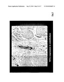 METHOD FOR CHECKING AND CONTROLLING THE MAMMALIAN LACTIC ACID FERMENTATION PROCESS/AEROBIC GLUCOSE FERMENTATION METABOLIC PATHWAY IN MAMMALIAN ORGANISM diagram and image