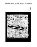 METHOD FOR CHECKING AND CONTROLLING THE MAMMALIAN LACTIC ACID FERMENTATION PROCESS/AEROBIC GLUCOSE FERMENTATION METABOLIC PATHWAY IN MAMMALIAN ORGANISM diagram and image