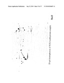 METHOD FOR CHECKING AND CONTROLLING THE MAMMALIAN LACTIC ACID FERMENTATION PROCESS/AEROBIC GLUCOSE FERMENTATION METABOLIC PATHWAY IN MAMMALIAN ORGANISM diagram and image