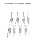 RNA Interference Mediated Inhibition of Gene Expression Using Chemically Modified Short Interfering Nucleic Acid (siNA) diagram and image