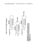 RNA Interference Mediated Inhibition of Gene Expression Using Chemically Modified Short Interfering Nucleic Acid (siNA) diagram and image