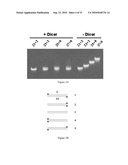 METHODS AND COMPOSITIONS FOR THE SPECIFIC INHIBITION OF GENE EXPRESSION BY DOUBLE-STRANDED RNA diagram and image