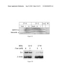 METHODS AND COMPOSITIONS FOR THE SPECIFIC INHIBITION OF GENE EXPRESSION BY DOUBLE-STRANDED RNA diagram and image