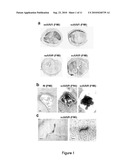 WIDESPREAD GENE DELIVERY TO MOTOR NEURONS USING PERIPHERAL INJECTION OF AAV VECTORS diagram and image