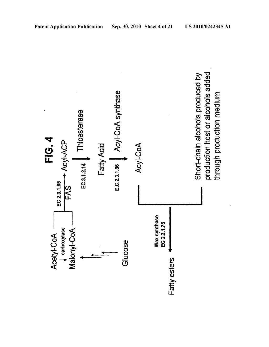 PRODUCTION OF FATTY ACIDS & DERIVATIVES THEREOF - diagram, schematic, and image 05