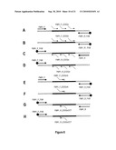 PCR METHODS FOR CHARACTERIZING THE 5  UNTRANSLATED REGION OF THE FMR1 AND FMR2 GENES diagram and image