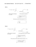 SITE-DIRECTED PEGYLATION OF ARGINASES AND THE USE THEREOF AS ANTI-CANCER AND ANTI-VIRAL AGENTS diagram and image