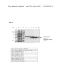 SITE-DIRECTED PEGYLATION OF ARGINASES AND THE USE THEREOF AS ANTI-CANCER AND ANTI-VIRAL AGENTS diagram and image