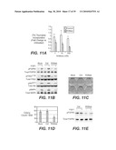 ANTI-FGFR3 ANTIBODIES AND METHODS USING SAME diagram and image