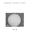 REPAIR AND TREATMENT OF BONE DEFECT USING CELLS INDUCED BY AGENT PRODUCED BY CHONDROCYTES CAPABLE OF HYPERTROPHICATION AND SCAFFOLD diagram and image