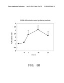 REPAIR AND TREATMENT OF BONE DEFECT USING CELLS INDUCED BY AGENT PRODUCED BY CHONDROCYTES CAPABLE OF HYPERTROPHICATION AND SCAFFOLD diagram and image