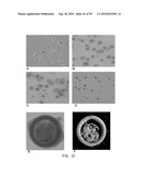 REPAIR AND TREATMENT OF BONE DEFECT USING CELLS INDUCED BY AGENT PRODUCED BY CHONDROCYTES CAPABLE OF HYPERTROPHICATION AND SCAFFOLD diagram and image