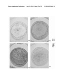 REPAIR AND TREATMENT OF BONE DEFECT USING CELLS INDUCED BY AGENT PRODUCED BY CHONDROCYTES CAPABLE OF HYPERTROPHICATION AND SCAFFOLD diagram and image