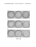 REPAIR AND TREATMENT OF BONE DEFECT USING CELLS INDUCED BY AGENT PRODUCED BY CHONDROCYTES CAPABLE OF HYPERTROPHICATION AND SCAFFOLD diagram and image