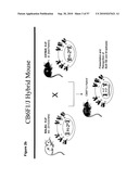 CODON MODIFIED IMMUNOGENIC COMPOSITIONS AND METHODS OF USE diagram and image