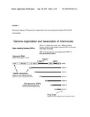 VACCINE COMPOSITIONS AND METHODS CONTAINING AN IMMUNOGEN DERIVED FROM EQUINE ARTERITIS VIRUS diagram and image