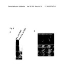 TELOMERASE REVERSE TRANSCRIPTASE VARIANT diagram and image