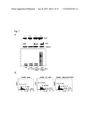 TELOMERASE REVERSE TRANSCRIPTASE VARIANT diagram and image