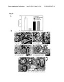 TELOMERASE REVERSE TRANSCRIPTASE VARIANT diagram and image