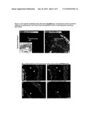 Biologic Modulations with Nanoparticles diagram and image