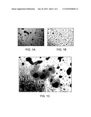 Method of Isolating Stem and Progenitor Cells From Placenta diagram and image