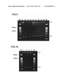 METHOD OF FORMING SIGNAL PROBE-POLYMER diagram and image