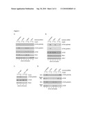 COMPOSITIONS AND METHODS FOR DIAGNOSIS AND TREATMENT OF CANCER diagram and image