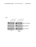 COMPOSITIONS AND METHODS FOR DIAGNOSIS AND TREATMENT OF CANCER diagram and image