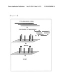 Method for Selective Labeling and Detection of Target Nucleic Acids Using Immobilized Peptide Nucleic Acid Probes diagram and image