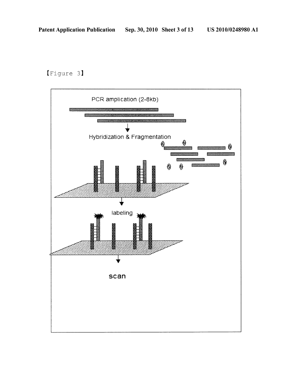 Method for Selective Labeling and Detection of Target Nucleic Acids Using Immobilized Peptide Nucleic Acid Probes - diagram, schematic, and image 04