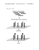 Method for Selective Labeling and Detection of Target Nucleic Acids Using Immobilized Peptide Nucleic Acid Probes diagram and image