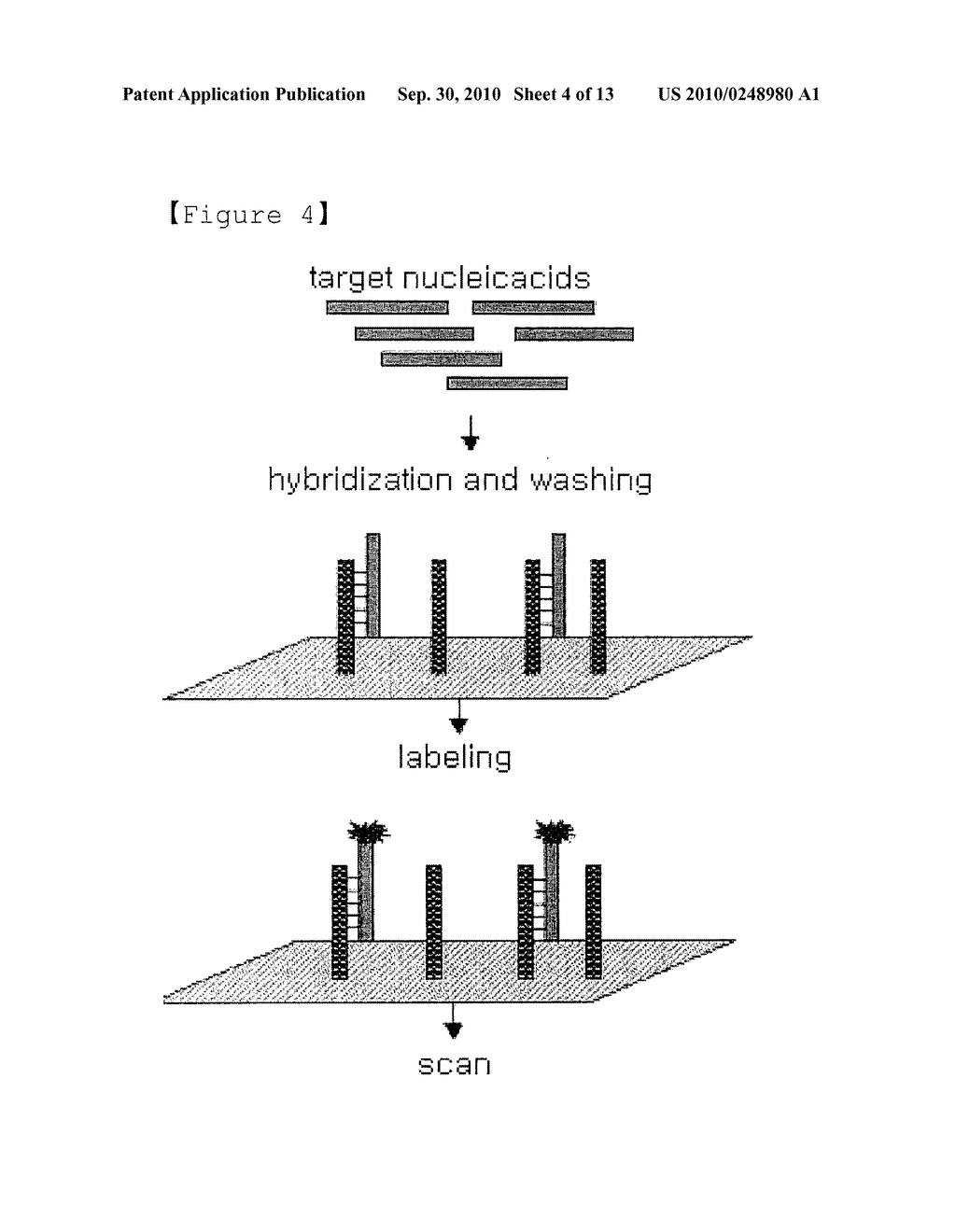 Method for Selective Labeling and Detection of Target Nucleic Acids Using Immobilized Peptide Nucleic Acid Probes - diagram, schematic, and image 05