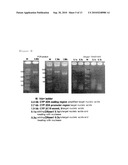 Method for Selective Labeling and Detection of Target Nucleic Acids Using Immobilized Peptide Nucleic Acid Probes diagram and image