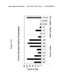 siRNA targeting ribonucleotide reductase M2 polypeptide (RRM2 or RNR-R2) diagram and image