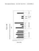 siRNA targeting ribonucleotide reductase M2 polypeptide (RRM2 or RNR-R2) diagram and image